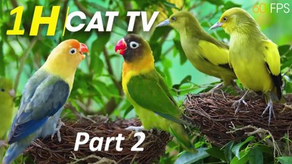 Cats’ Favorite Entertainment - Nature’s Best Entertainment For Your Feline Friends Part 2