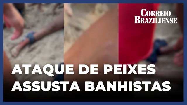 Banhistas são atacados por peixes-espadas no Rio de Janeiro