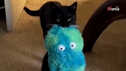 Son chat de 14 ans décède : elle lui rend hommage de la plus belle des manières