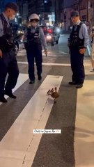 Un dispositivo policial corta el tráfico para dejar pasar a una familia de patitos
