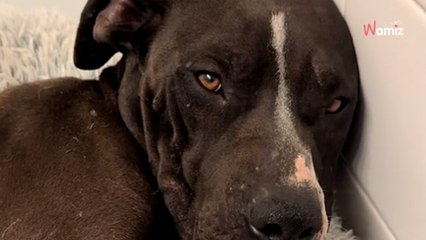 Incendies dévastateurs à Los Angeles : le panier à linge carbonisé sur le bord de la route n'annonce rien de bon (vidéo)