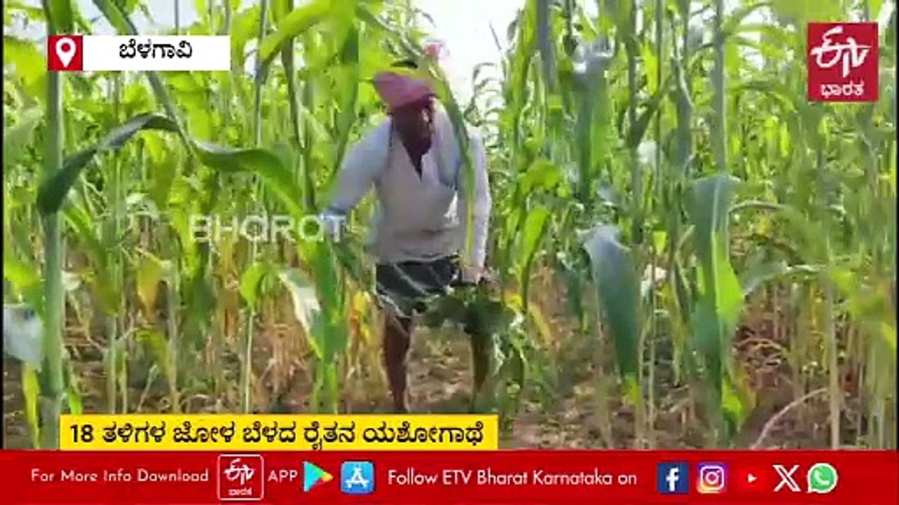 ದೇಶಿ ಬೀಜಗಳ ಸಂರಕ್ಷಣೆಗೆ ಪಣ, 18 ತಳಿಗಳ ಜೋಳ ಬೆಳೆದ ರೈತ: ಇವರು ಜವಾರಿ ಜೋಳದ ಕಲ್ಲಪ್ಪಣ್ಣ ಅಂತಾನೇ ಫೇಮಸ್ಸು!!