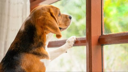 Cómo Saber Si Tu Perro Sufre Ansiedad Por Separación