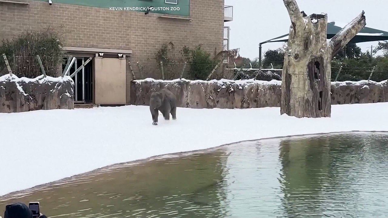 Les animaux du zoo de Houston découvrent la neige pour la première fois