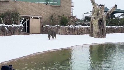 Les animaux du zoo de Houston découvrent la neige pour la première fois