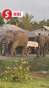 Elephants invade Sabah plantation workers' quarters, wildlife rangers work to ensure safety