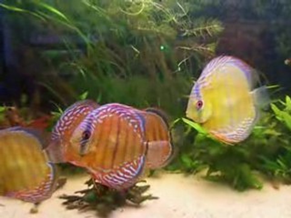Mes sauvages video 30 avril