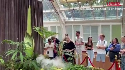 Australia, la prima fioritura in 15 anni del "fiore cadavere"