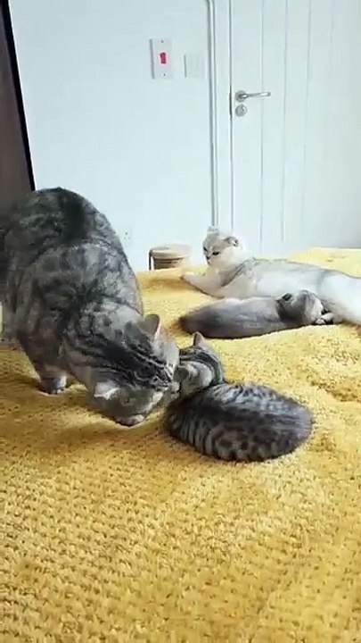 Daddy cat scolds his kitten 😳 Why? 😧 #daddy #daddycat #cats #kittens #dadcat #catscold #catfamily