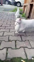 The Mother cat carrying her newborn kittens. Because she doesn't want to stay where I made it forher
