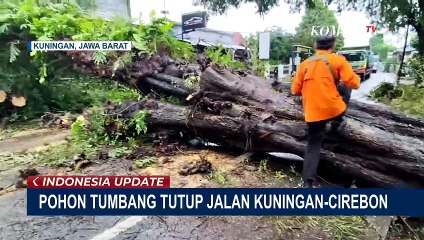 Pohon Tumbang Tutup Jalan Kuningan-Cirebon, Pengendara Dialihkan ke Jalur Alternatif