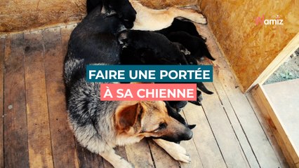 Les règles à connaître avant de faire faire une portée à sa chienne
