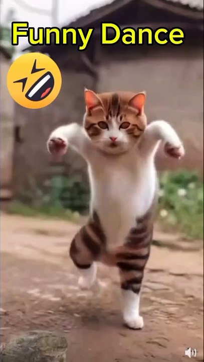 Funny Cat Dance video
