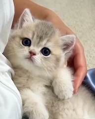 🌍🐱 **CatsOfTheWorld**: Get ready to embark on an adorable journey around