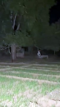 Real ghost Real ghost no editing original footage #ghost