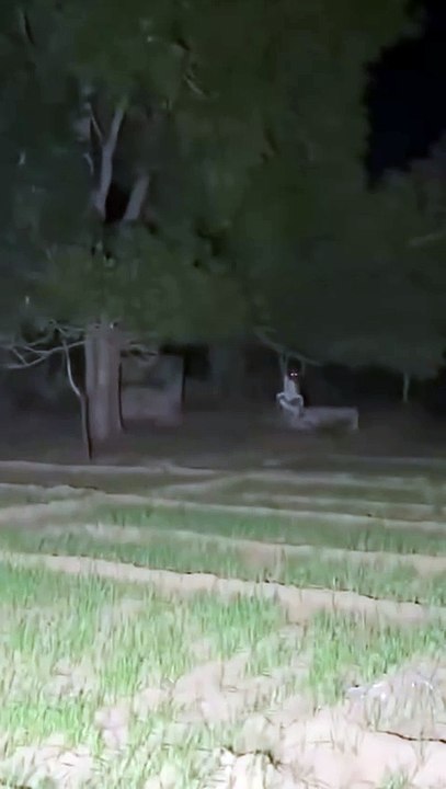 Real ghost  Real ghost no editing original footage  #ghost