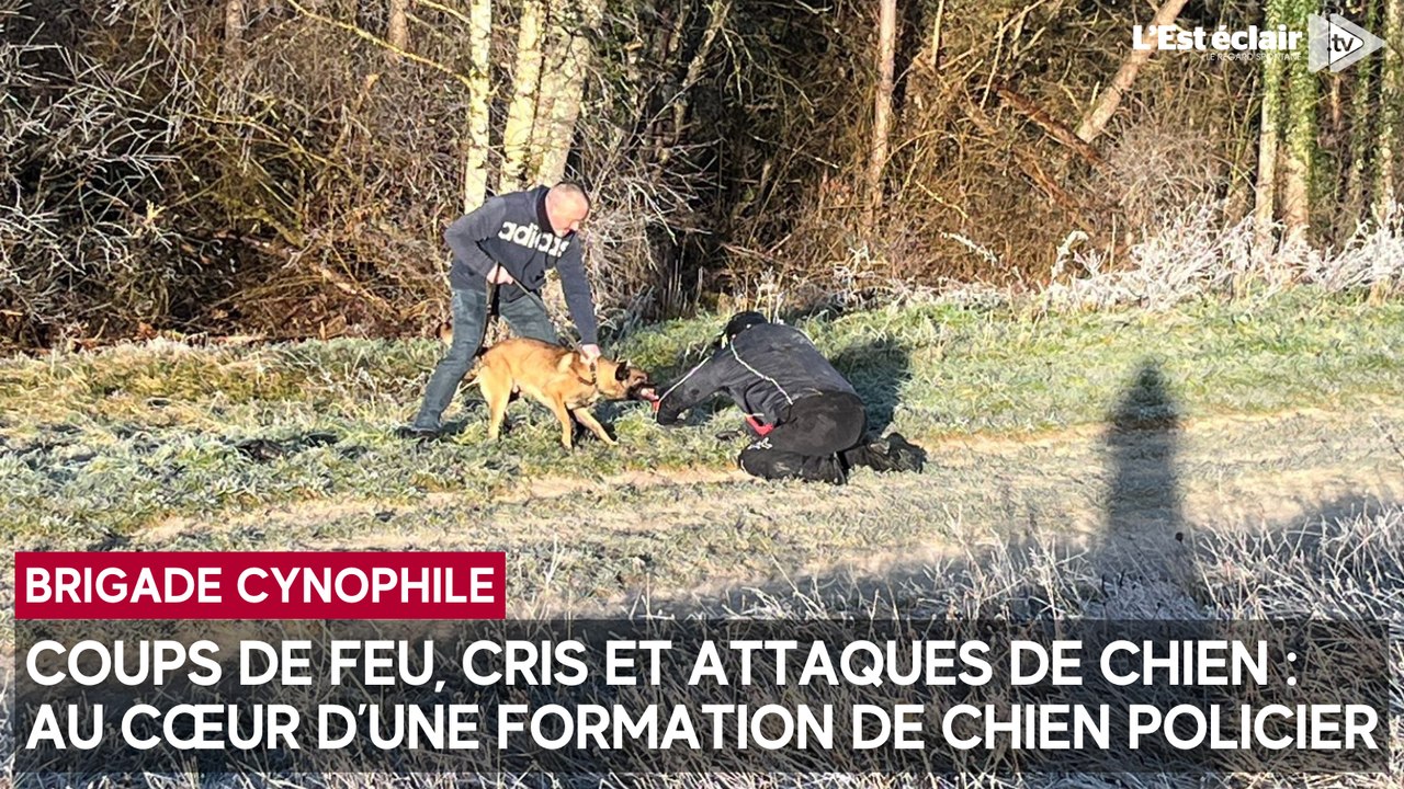 Coups de feu, attaques de chien et cris : au cœur d’une formation de chien policier dans l'Aube