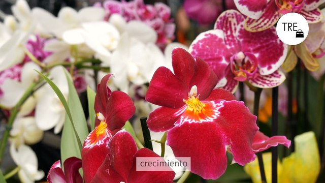 Dos productos que todos tenemos en la cocina son los culpables de que una orquídea pase de flores normales a espectaculares