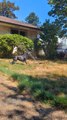 Doberman Plays with Garden Sprinkler