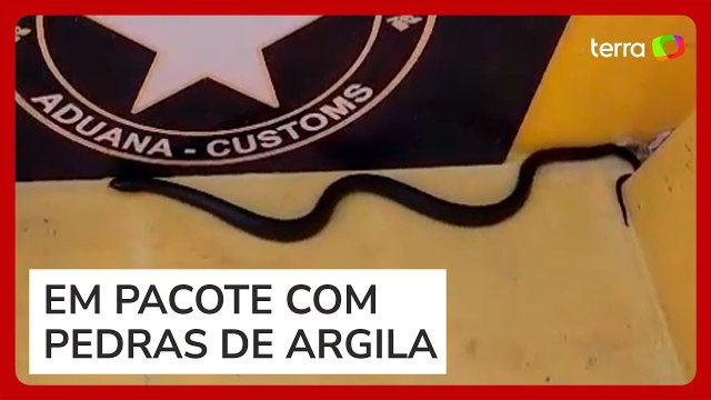 Cobras são encontradas dentro de encomenda no Aeroporto de Fortaleza