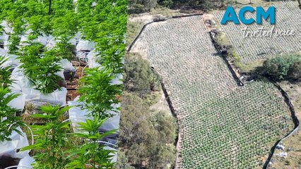 $31 million worth of cannabis plants discovered north of Goulburn