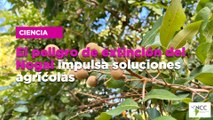 El peligro de extinción del Nogal impulsa soluciones agrícolas