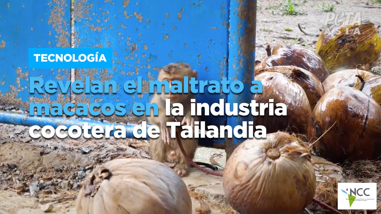 Revelan el maltrato a macacos en la industria c...