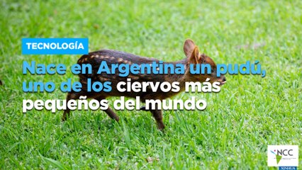 Nace en Argentina un pudú, uno de los ciervos más pequeños del mundo