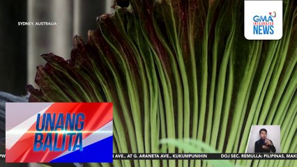 Corpse flower na amoy nabubulok na karne, pinilahan ng mga tao para makita at maamoy | Unang Balita