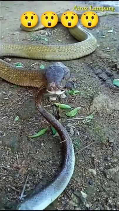 AQNXABBbMJM2rpc-swuKDEs58JZuKyVxMyh7tvSRaMaDpa1J2HiLR7f