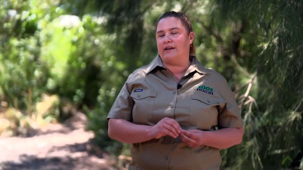 Melbourne Zoo elephants tested for deadly disease before move to Werribee