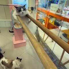 VIRAL!!! Cats Are Doing Fitness