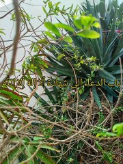 كتاب التوحيد الذي هو حق الله على العبيد ( 4 )