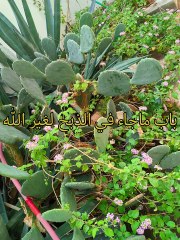 كتاب التوحيد الذي هو حق الله على العبيد ( 7 )