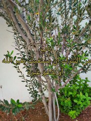 كتاب التوحيد الذي هو حق الله على العبيد ( 8 )