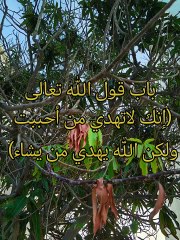 كتاب التوحيد الذي هو حق الله على العبيد ( 10 )