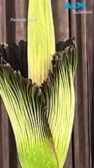 Rare bloom event  for ‘Putricia’, the endangered corpse flower