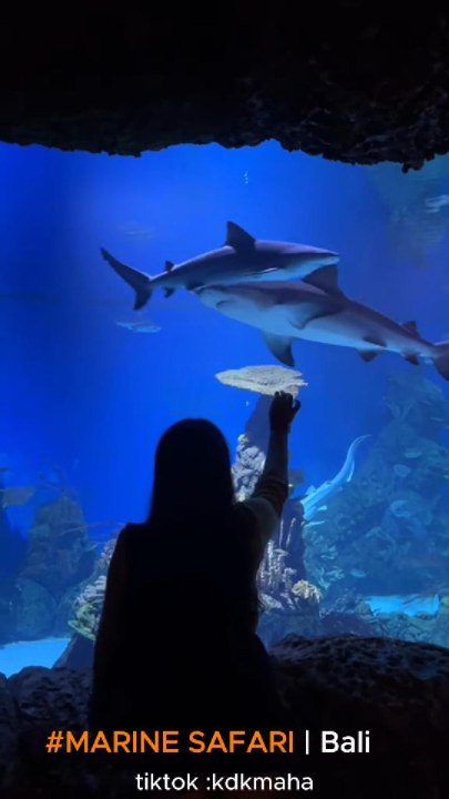 Sensasi Wisata Baru yang Ada di Bali, Marine Safari
