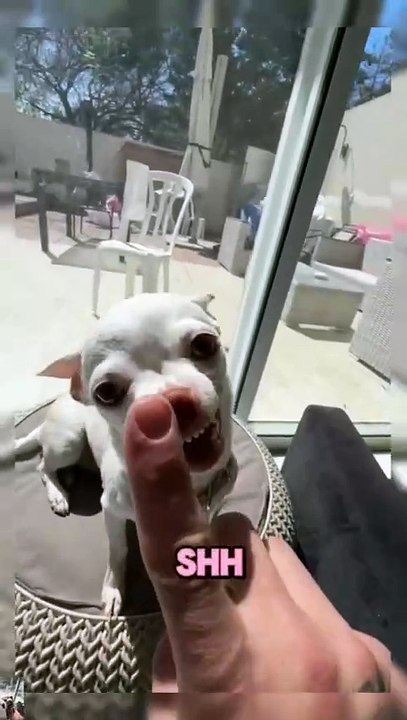 Funny Moment With Chihuahua