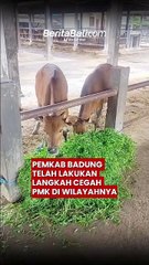 Pemkab Badung Telah Lakukan Langkah Cegah PMK
