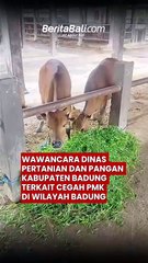 Wawancara Dinas Pertanian Dan Pangan Kabupaten Badung Terkait Cegah PMK Di Wilayah Badung