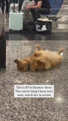 Este Golden Retriever roba sonrisas mientras hace su trabajo antinarcóticos en el aeropuerto