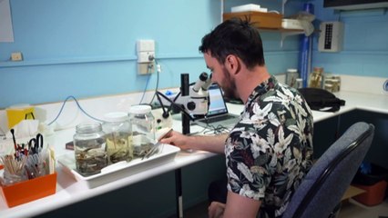 Skinks invade backyards across Australia