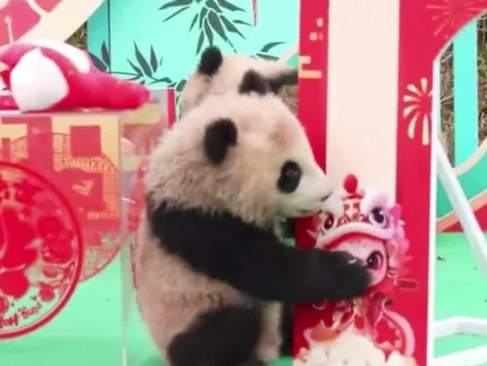 Süße Pandababys wünschen frohes neues Jahr