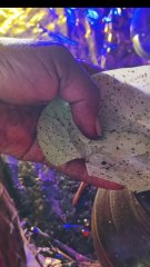 Singhada Paan | Banarasi Paan #Vlog #Hindi