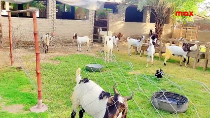Goat Farm at DAHARKI 🐐 - Sindh - Village Life | Larkana Sindh Pakistan max RECORDS Follow