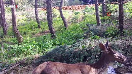 Bilecik'te yakından görüntülenen kızılgeyik şaşırttı