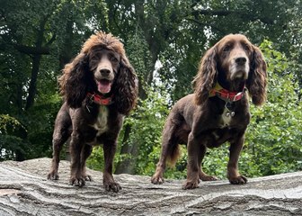 Meet Sunderland's Smartest Dog: Watch Nancy the Cocker Spaniel Play Connect 🐶