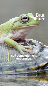 La triche derrière certaines photos animalières