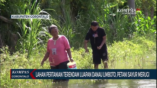 Lahan Pertanian Terendam Luapan Danau Limboto, Petani Sayur di Gorontalo Merugi